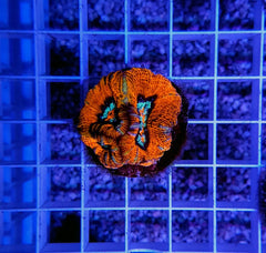 Symphyllia (Australophyllia) wilsoni (Ultra) (frag)