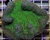 Symphyllia spp. (Green)