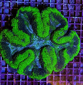 Symphyllia spp. (Green) (Premium)