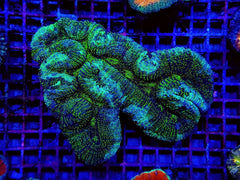 Symphyllia spp. (Green) (Premium)