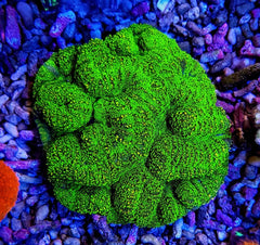 Symphyllia spp. (Green) (Ultra)