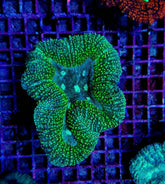 Symphyllia spp. (Green) (Ultra)