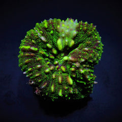 Symphyllia spp. (Green) (Ultra)