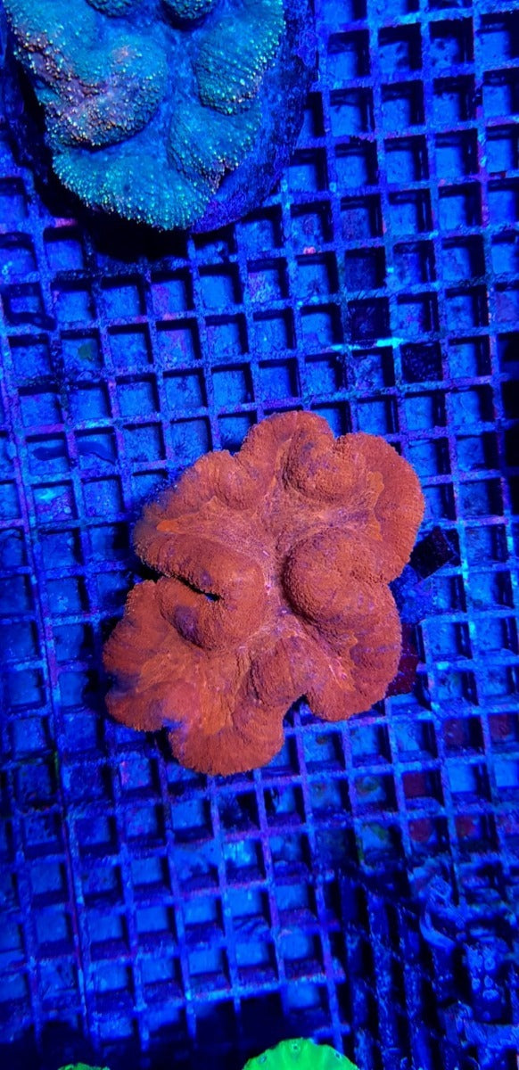 Symphyllia spp. (Orange-Red) (Premium)