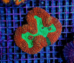 Symphyllia spp. (Orange-Red) (Ultra)
