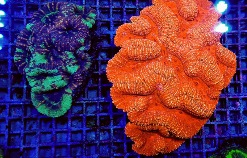 Symphyllia spp. (Orange-Red) (Ultra)