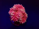 Symphyllia spp. (Pink)