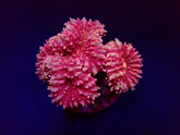 Symphyllia spp. (Pink)