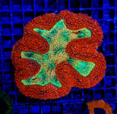 Symphyllia spp. (Rainbow)