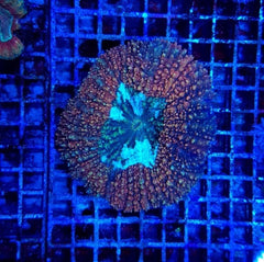 Symphyllia spp. (Splitcolor)