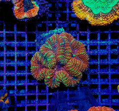 Symphyllia spp. (Splitcolor) (Premium)