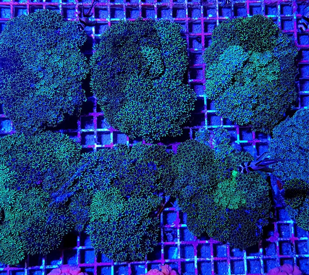 Sympodium spp. (Blue)