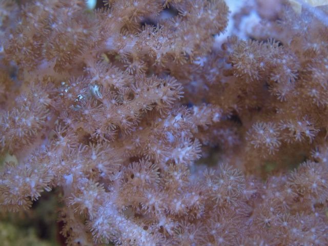 Sympodium spp.