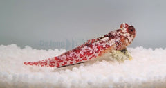 Synchiropus moyeri