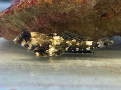 Synchiropus ocellatus - T.B.