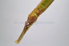 Syngnathoides biaculeatus