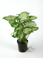 Syngonium white butterfly pot