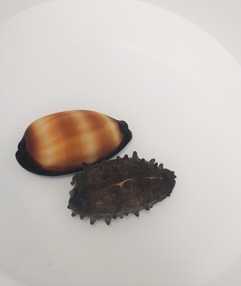 Talparia talpa