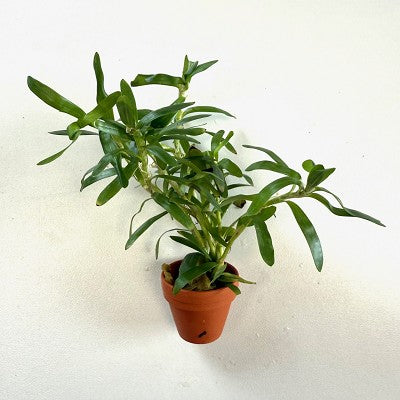 Heteranthera zosteraefolia terra cotta