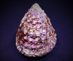 Tectus fenestratus (Show)