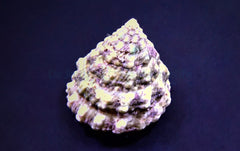 Tectus fenestratus