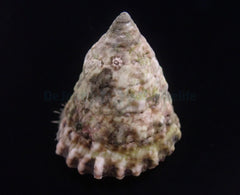 Tectus fenestratus (Show)
