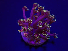 Goniopora spp. (Tequila Sunrise) (Grade B) (frag)