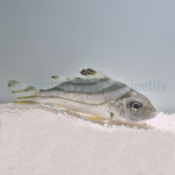 Terapon jarbua