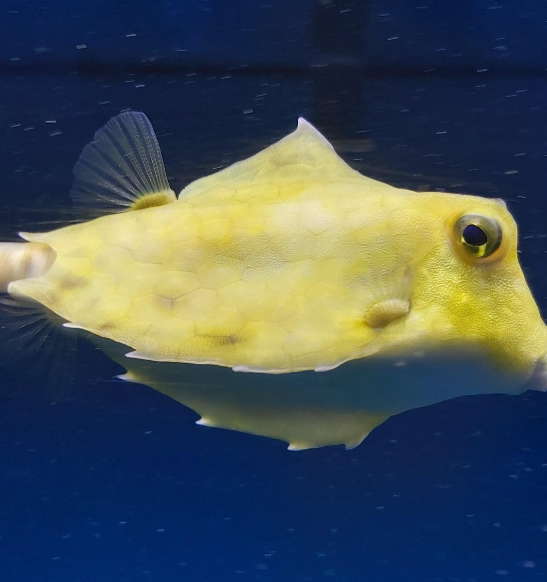 Tetrosomus gibbosus
