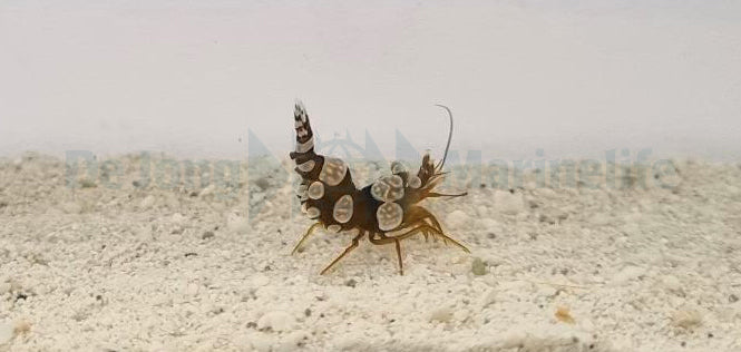 Thor amboinensis