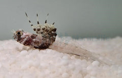 Tomiyamichthys nudus