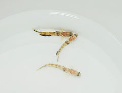 Tomiyamichthys oni