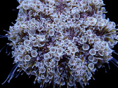 Toxopneustes pileolus