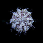 Toxopneustes pileolus