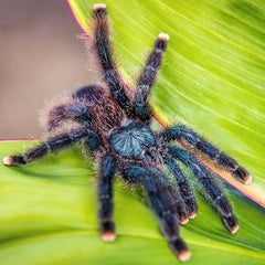 Pink Toe Tarantula Small