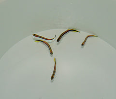 Trachinops taeniatus (Temperate water)