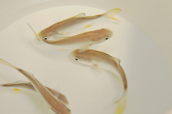 Trachinotus carolinus - T.B.