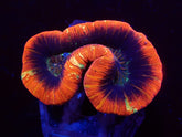 Trachyphyllia spp. (Premium)