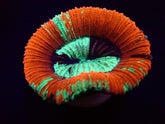 Trachyphyllia spp. (Red) (Premium)