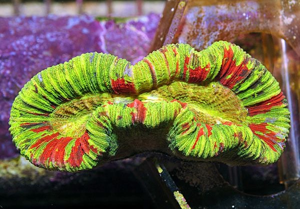 Trachyphyllia spp. (Bleeding Apple)