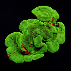 Trachyphyllia spp. (Bleeding Apple)
