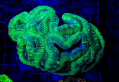 Trachyphyllia spp. (Green) (Premium)