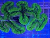 Trachyphyllia spp. (Green) (Premium)