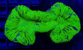 Trachyphyllia spp. (Green) (Premium)