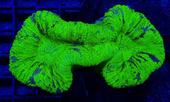 Trachyphyllia spp. (Green) (Premium)