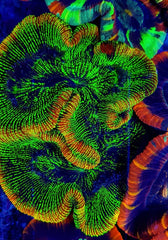Trachyphyllia spp. (Green) (Ultra)