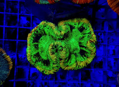 Trachyphyllia spp. (Green) (Ultra)