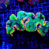 Trachyphyllia spp. (Master Grade)
