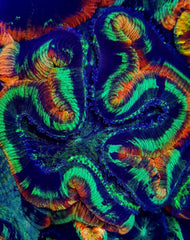 Trachyphyllia spp. (Rainbow) (Premium)