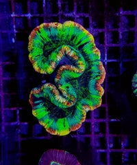 Trachyphyllia spp. (Rainbow) (Premium)